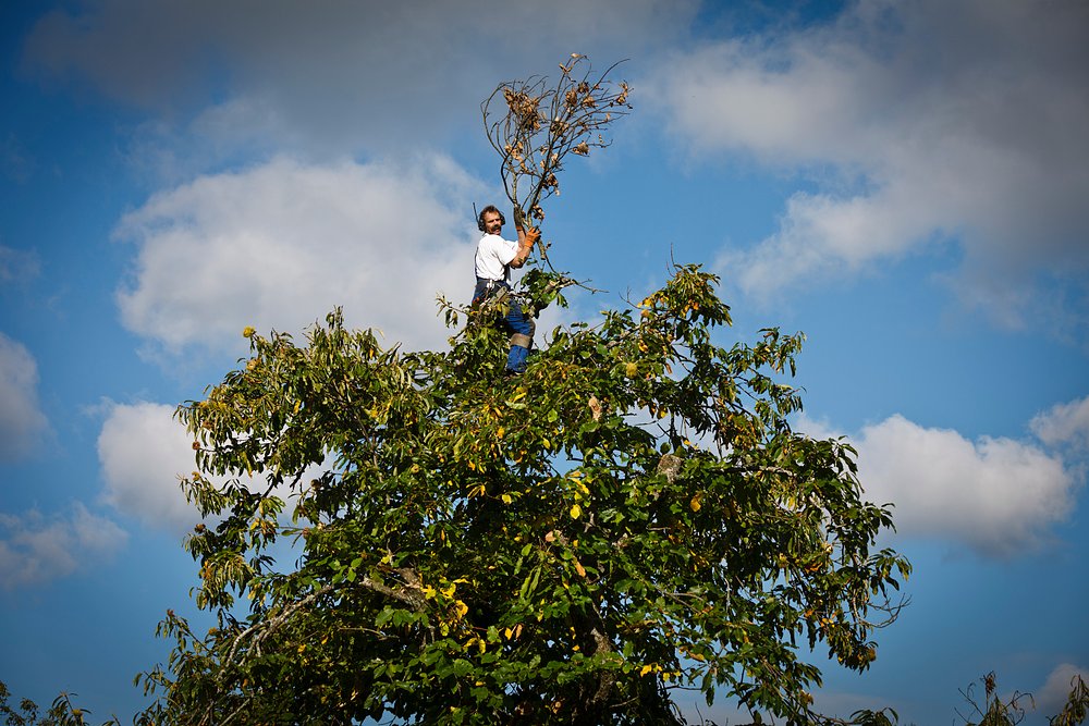 Tree Care