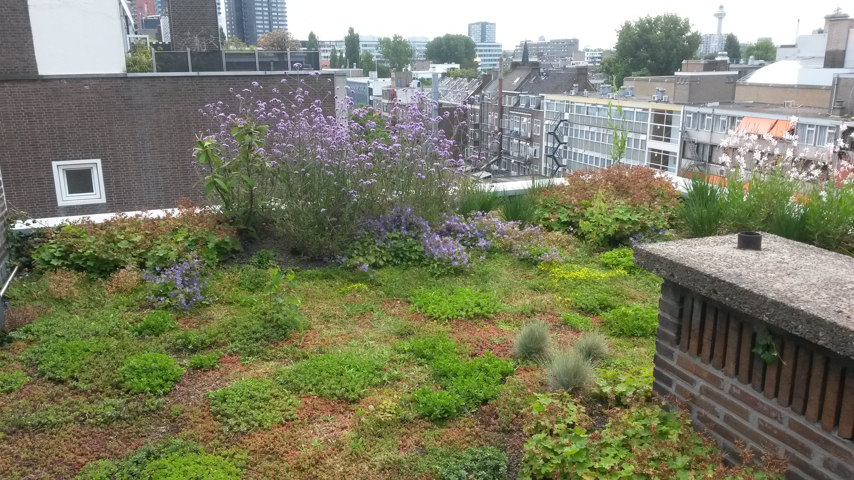 Green roofs gardener