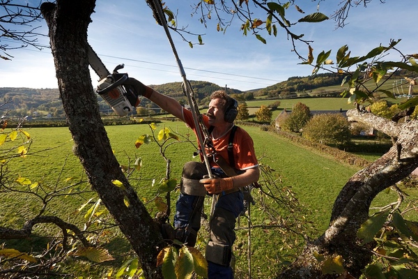 tree care