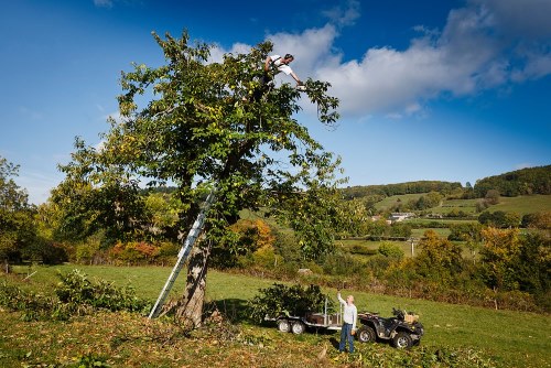 tree care rotterdam