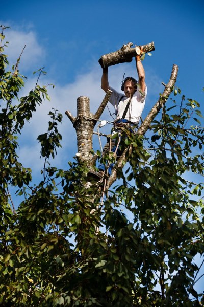 tree pruning