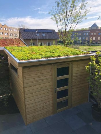 sedum roof