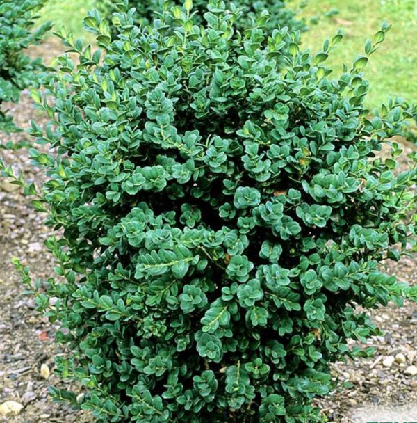 Busxus rotundifolia kopen