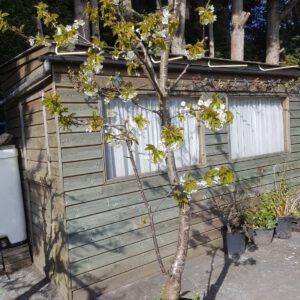 fruitboom kopen