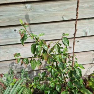 Inheemse heester Gele Kornoelje (Cornus mas) in pot met goudgele voorjaarsbloei