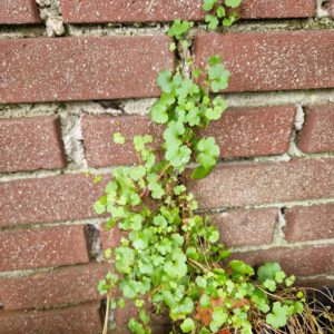 Bloeiende Muurleeuwenbek vaste plant met kleine paars-violette bloemetjes