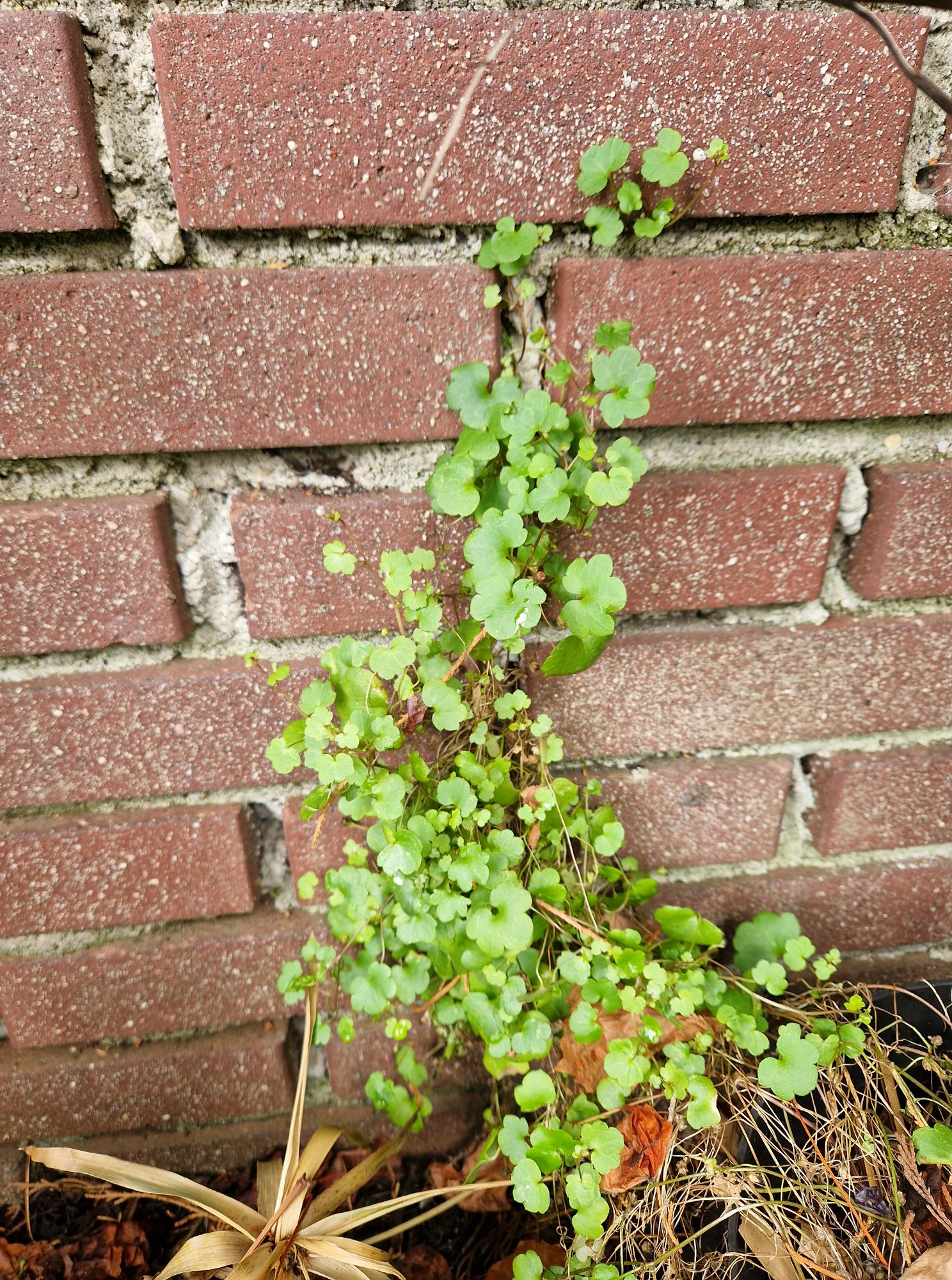 Bloeiende Muurleeuwenbek vaste plant met kleine paars-violette bloemetjes