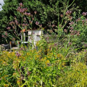 Hoge paarse Verbena macdougalii IJzerhard vaste plant te koop in P9 pot bij Rubens Tuinen Capelle aan den IJssel